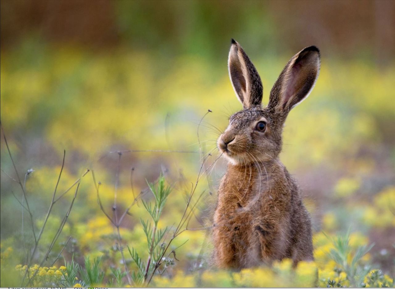 Een haas zit rechtop in een veld vol gele bloemen.