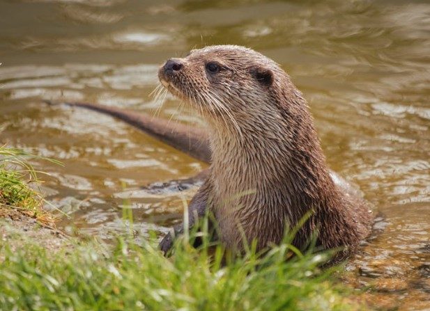 Een otter kijkt nieuwsgierig over de oever uit.