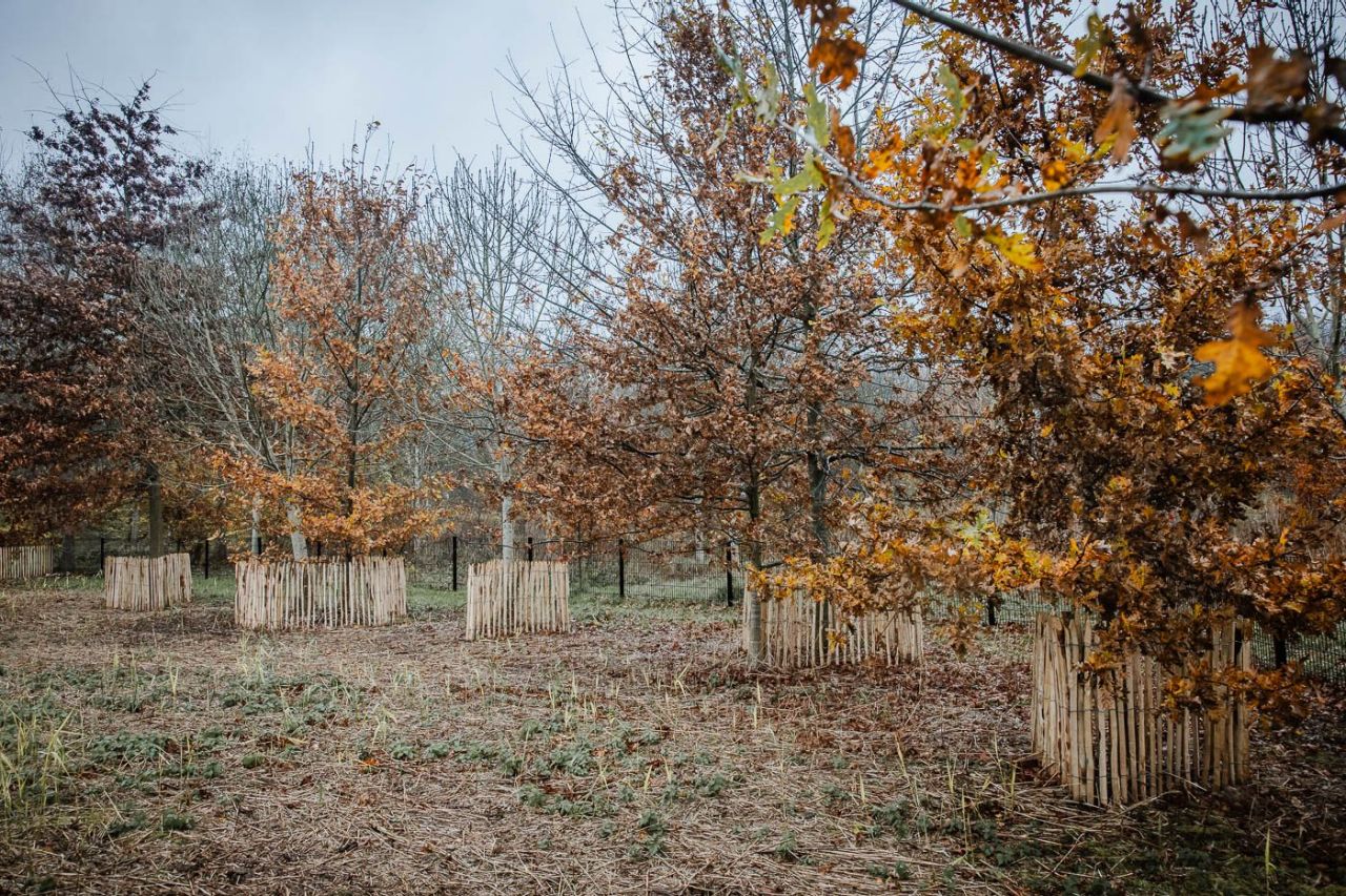 Meerdere bomen in herfsttooi op een dor veld. Rond elk van de bomen staat een afsluiting van houten paaltjes.