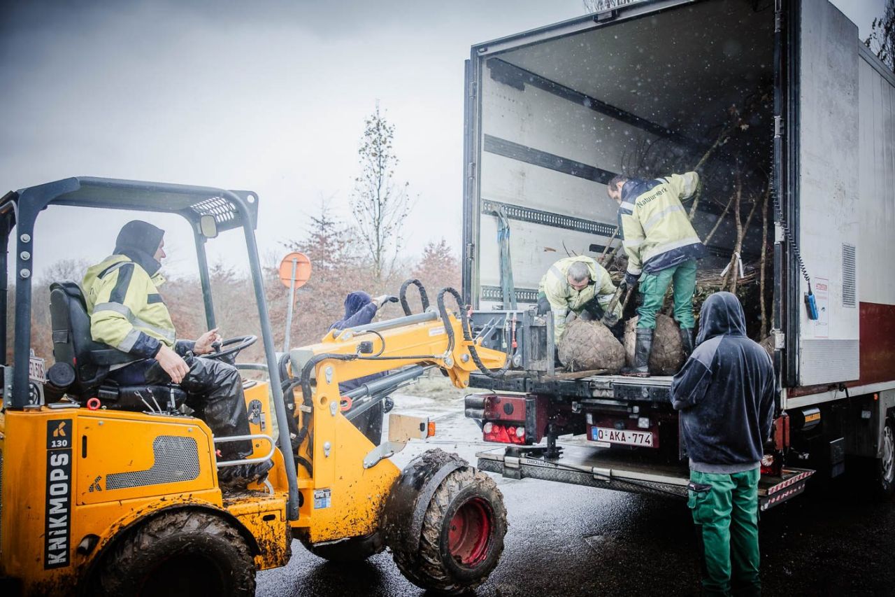 Het regent. Een kleine heftruck met een arbeider aan het stuur staat bij de open laadruimte van een vrachtwagen. In de vrachtwagen tillen twee andere arbeiders boompjes met een kluit.