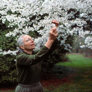 Jelena De Belder in 1992 bij een bloeiende kerselaar in Arboretum Kalmthout. Oudere dame met grijs haar en bril reikt naar een takje.