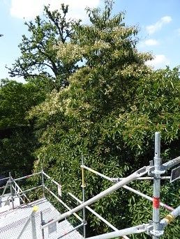 Bovenaanzicht op de bloeiende kruin van de Chinese boom Emmenopterys henryi vanop een stelling, zonnige dag in Arboretum Kalmthout.