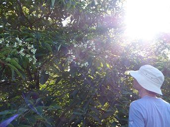 Een bezoeker kijkt naar de bloeiende bloempluimen van de Chinese boom Emmenopterys henryi, een zonnestraal valt tussen de bladeren van de kruin.