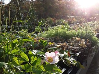 Verhoogde plantenbakken met vaste planten in het plantencentrum van Arboretum Kalmthout, zonnige herfstdag.