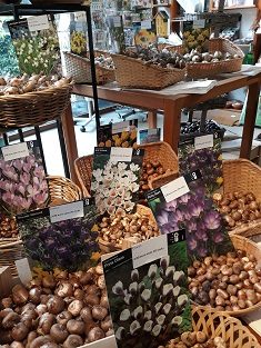Bloembollen in mandjes op verschillende hoogten en displays in de cadeau- en boekenshop van Arboretum Kalmthout.