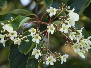 Close-up van de bloemen van de Emmenopterys henryi, een bloemenscherm met witte kelkvormige bloemen met kelkslip, meerdere bloemknoppen zijn zichtbaar aan rode bloemstelen, in Arboretum Kalmthout.