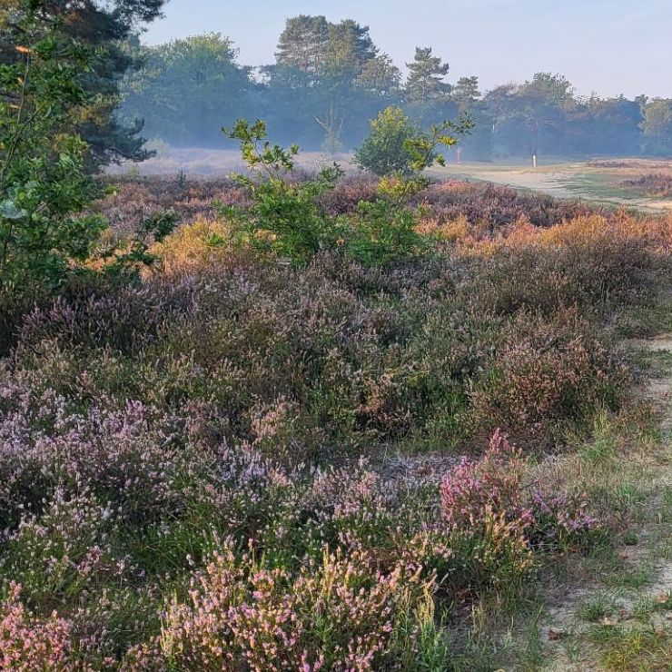 Kesselse heide_bosbaden_zandpad_H_BartMoons