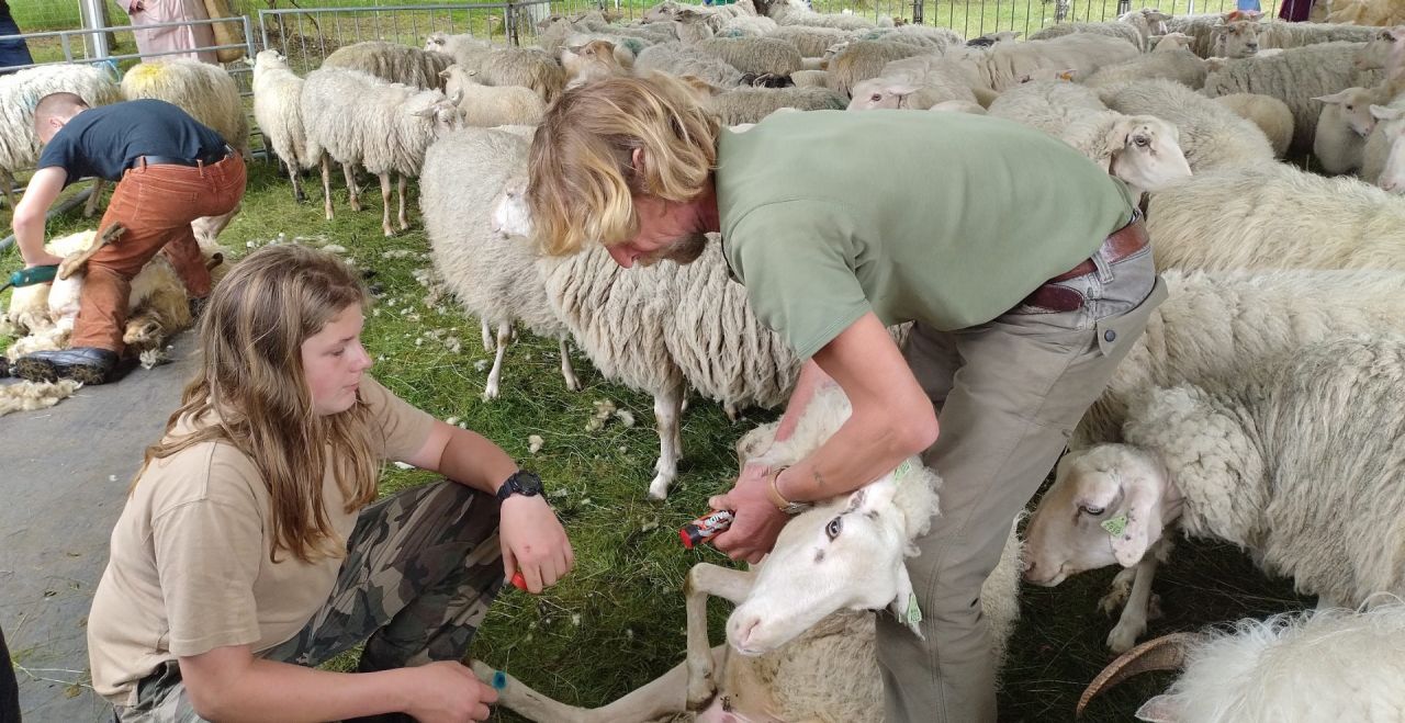 Schaapherders en schapen