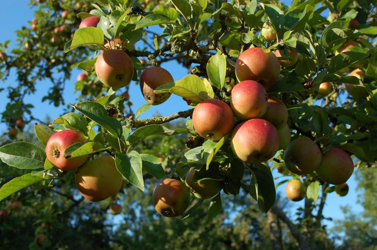 Appelboom