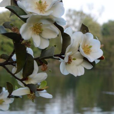Magnoliawandeling