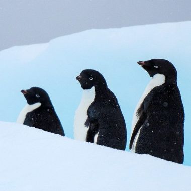 Antarctic van Christian Clauwers