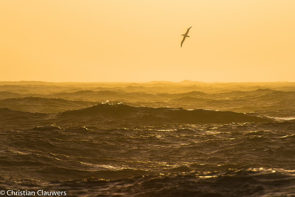South Atlantic Odyssey van Christian Clauwers