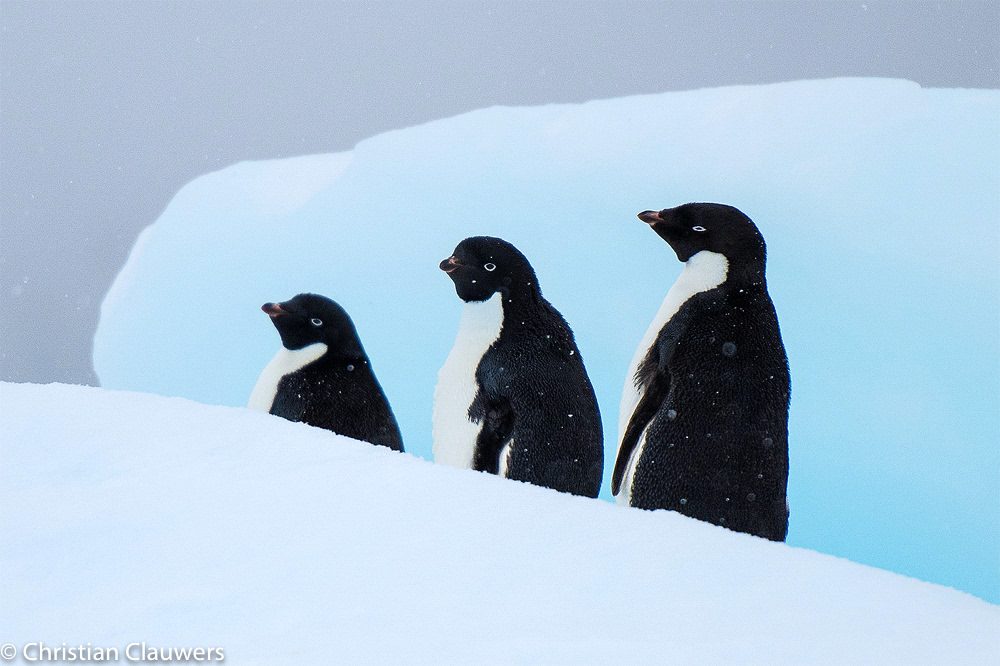 Antarctic van Christian Clauwers