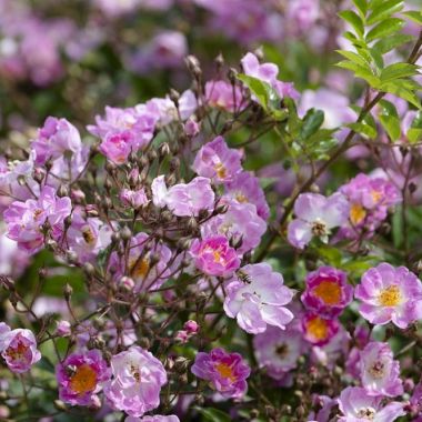 Rosa Millie Fleur Rozentuin Rivierenhof