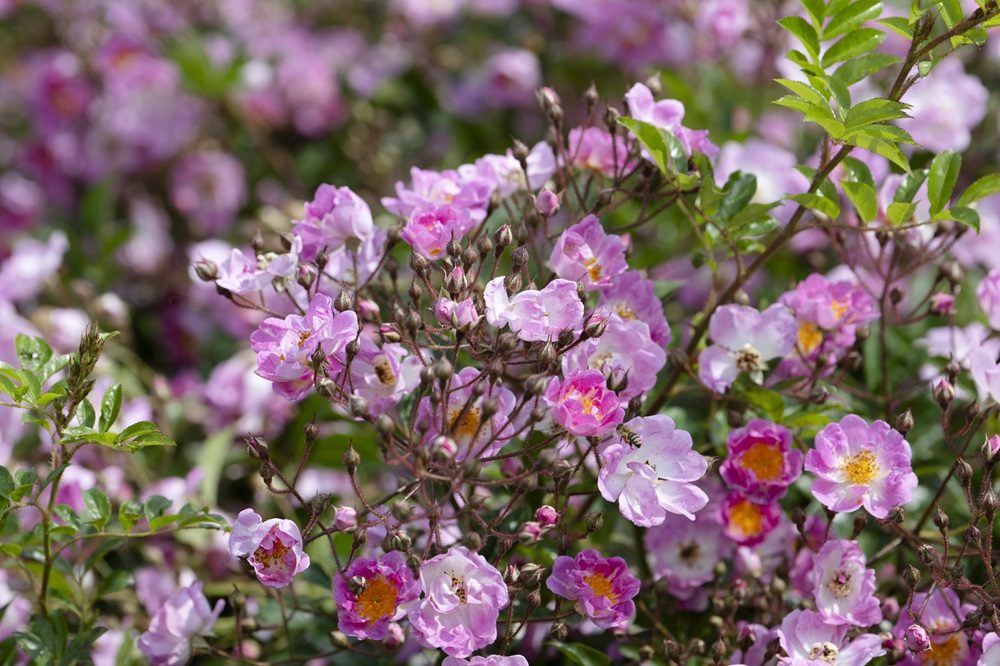 Rosa Millie Fleur Rozentuin Rivierenhof