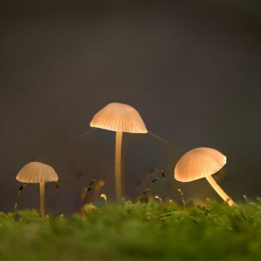 Paddenstoelen in het Prinsenpark