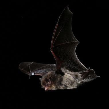 Vleermuis in de vlucht