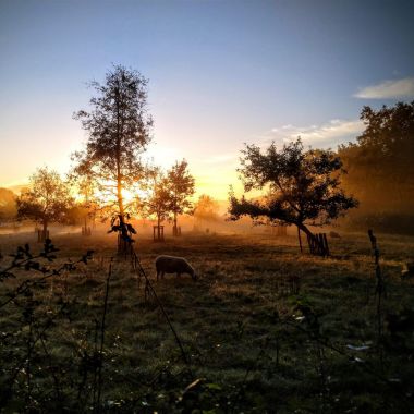 Zonsopgang boven een schapenwei