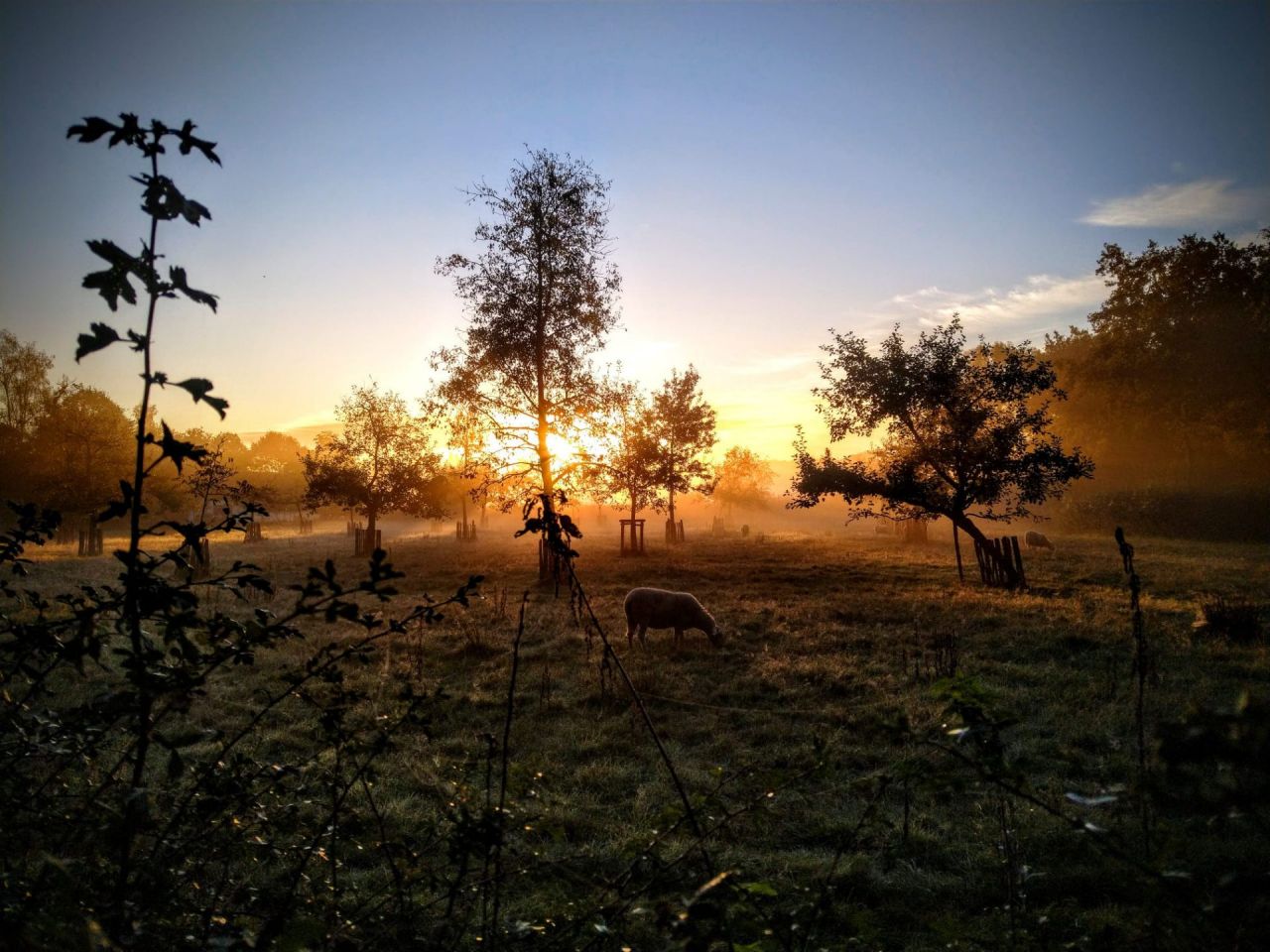 Zonsopgang boven een schapenwei
