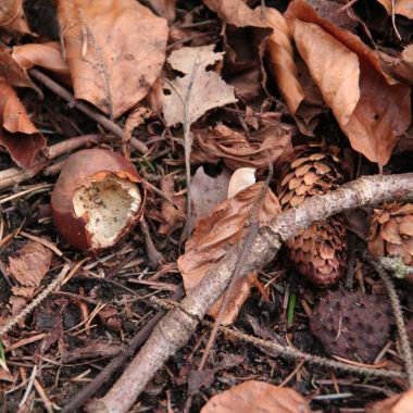 knaagsporen aan kastanje