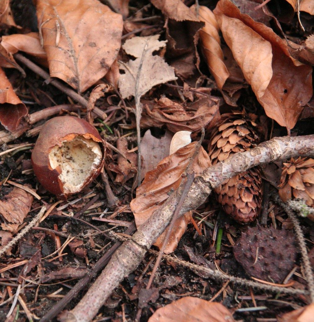 knaagsporen aan kastanje in het bos