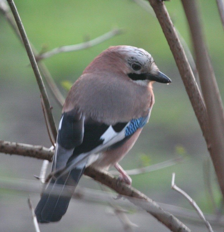 Gaai in het Vrijbroekpark