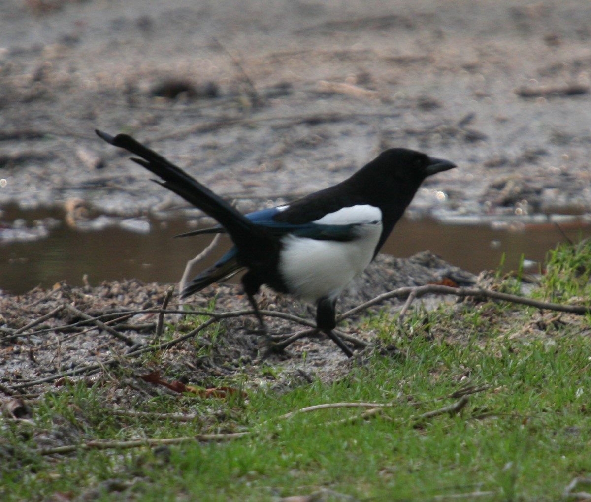 ekster op wandel