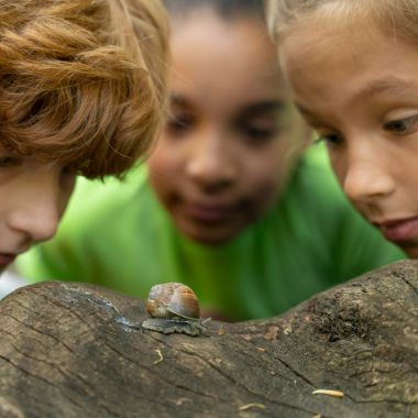 kinderen kijken naar een slak op een boomstam