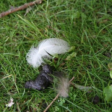 uitwerpselen en veren in het gras