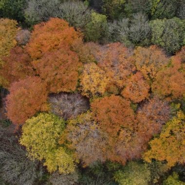 Herfstwandeling Vrijbroek - bomen in herfstkleuren
