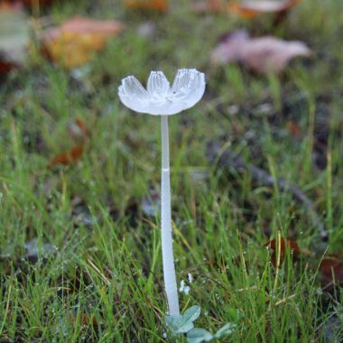wandeling paddenstoelen 2de graad