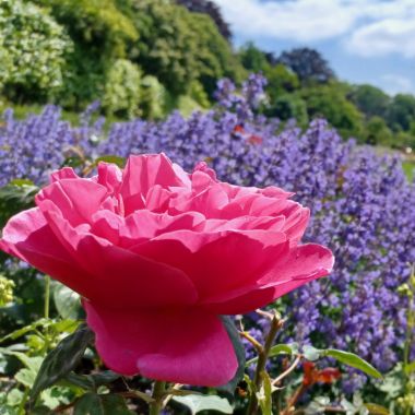 rozenfeesten - roze rozen met op de achtergrond bezoekers bij tenten