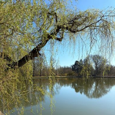 vijver in het Vrijbroekpark