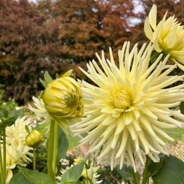 Dahlia's in Vrijbroekpark