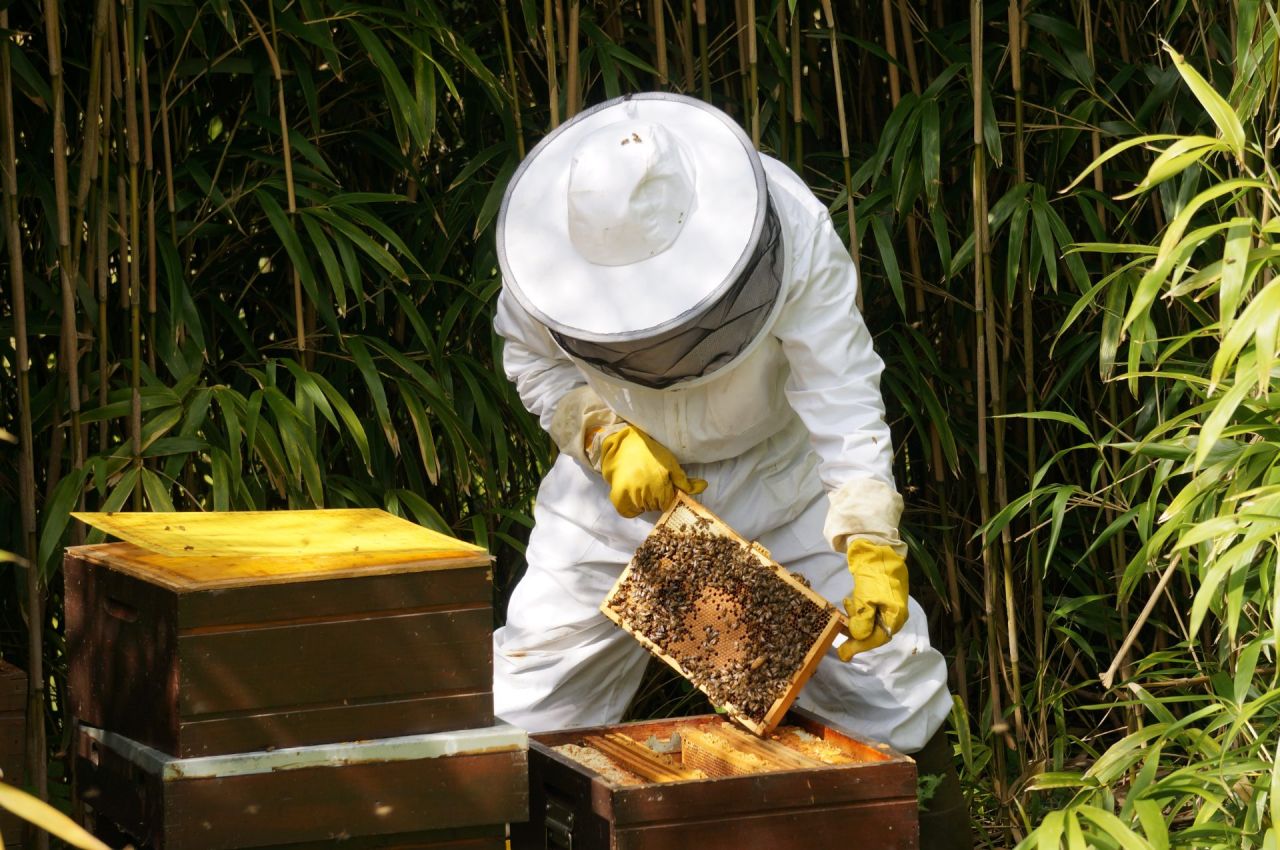 Parkimker Rodney inspecteert een bijenkast in het Vrijbroekpark.