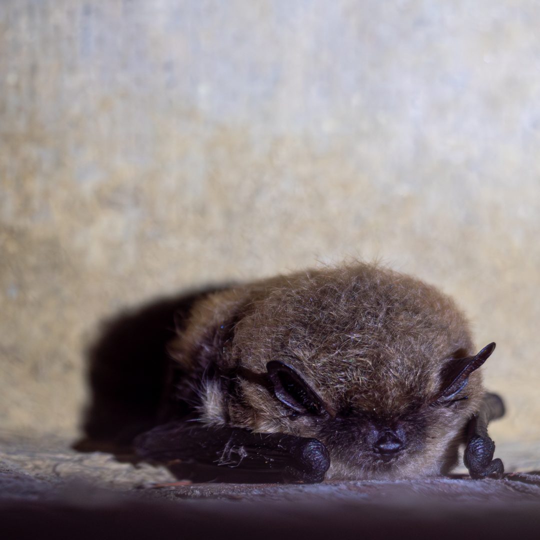 Hotelruïne_vleermuis