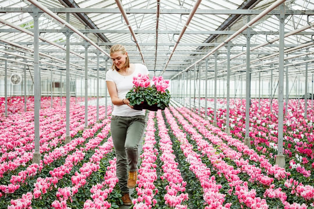 Winnaar fotowedstrijd glastuinbouw Lien Vlaminckx