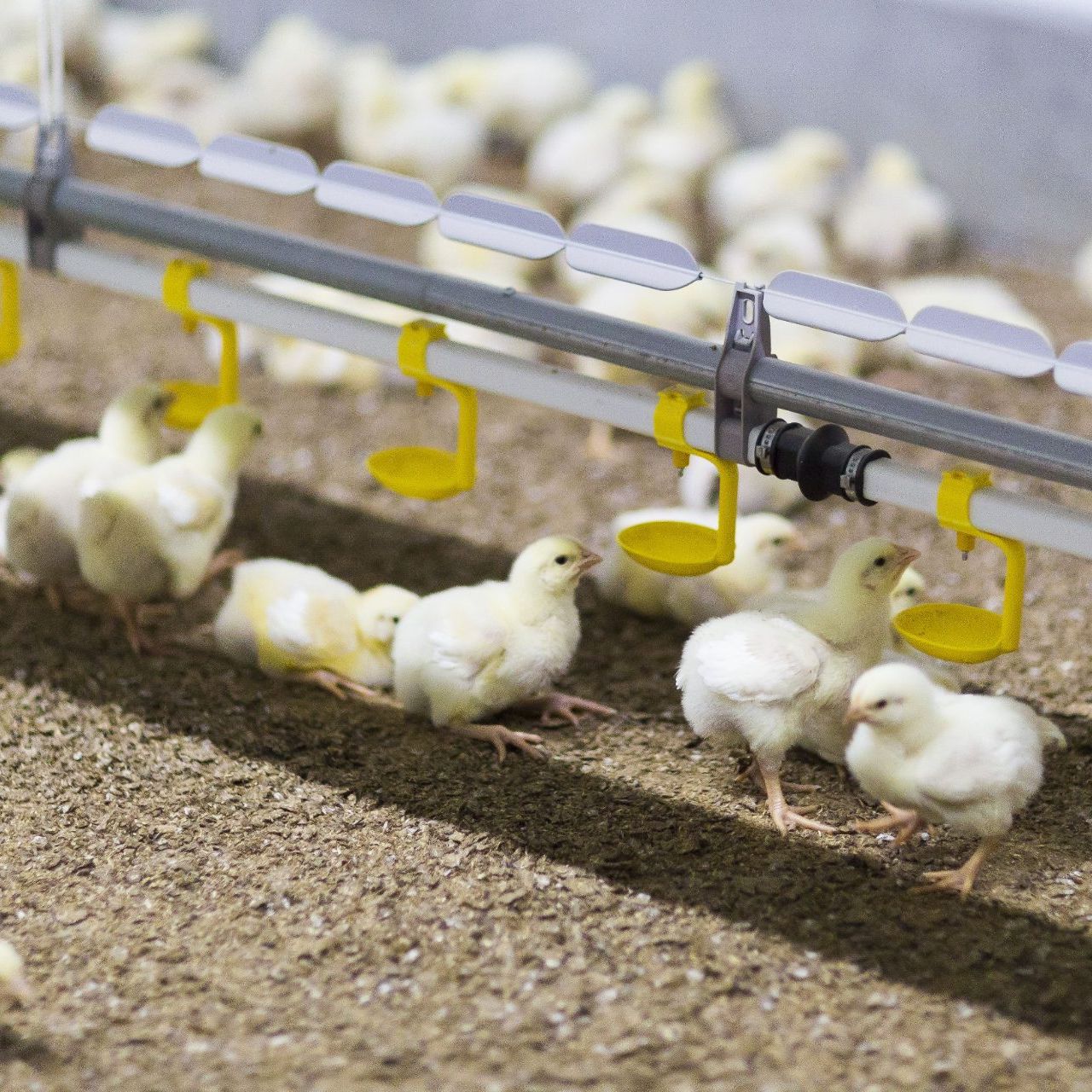 Focusblokken onderzoek Proefbedrijf