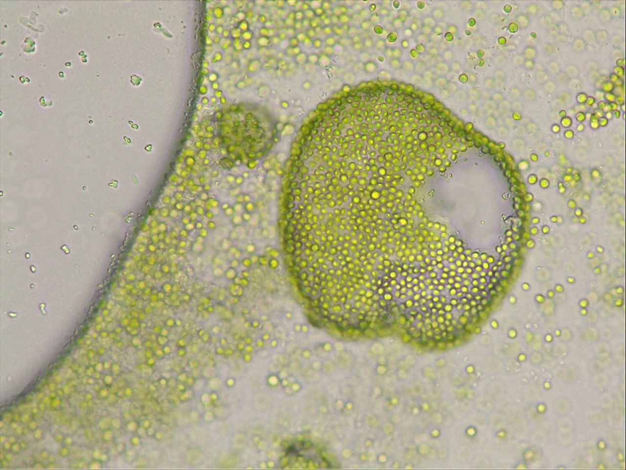 algen_in_detail