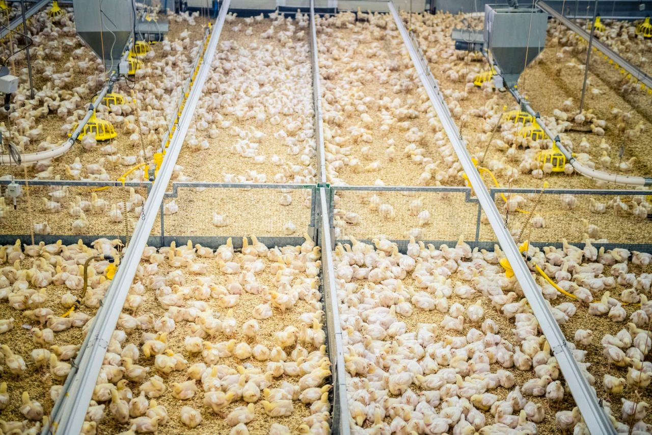 Etende vleeskippen in de stal