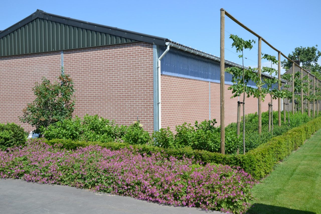 voorbeeld erfbeplanting