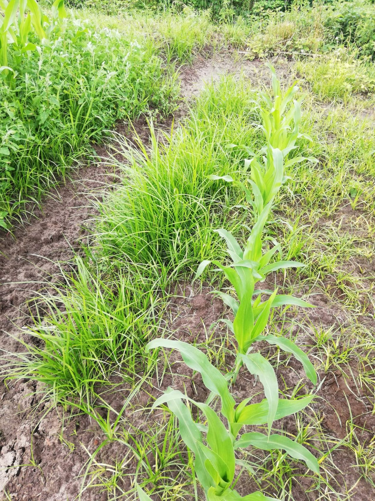 Knolcyperus Westerlo 2019