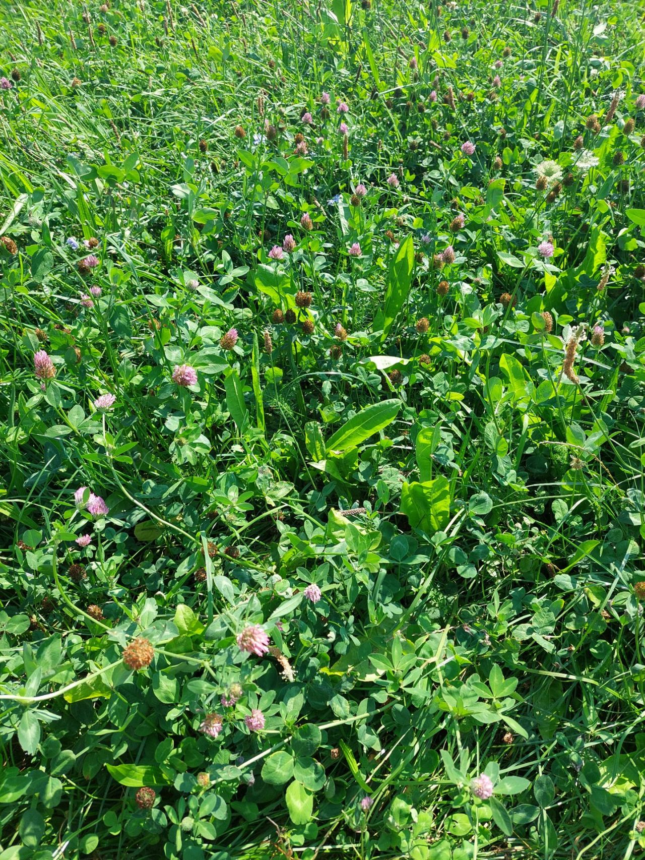 staande foto productieve graskruiden