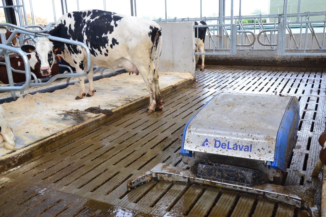 beeld PAS-Partout Melkvee