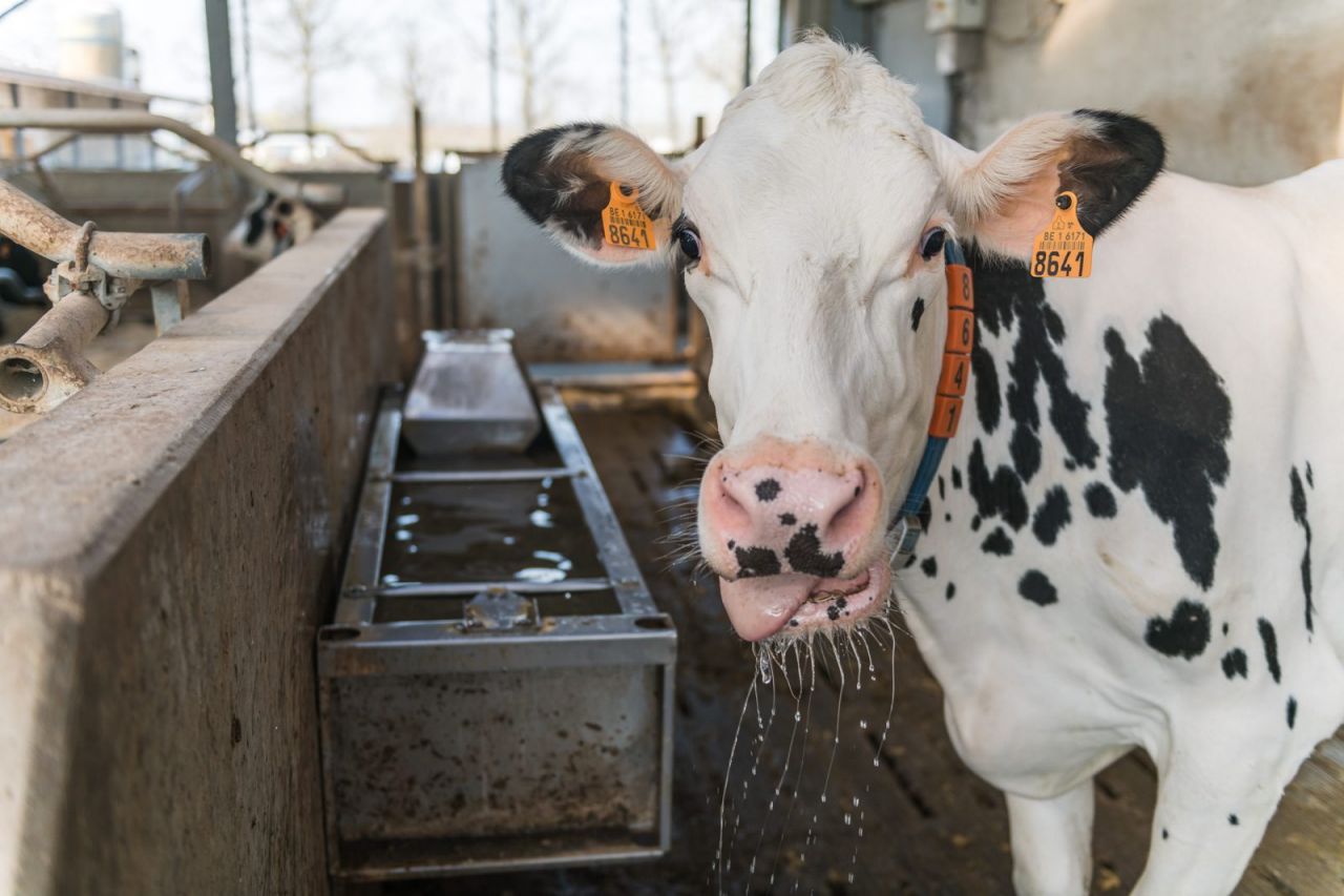 Illustratie Waterverbruik Veehouderij - WAVE