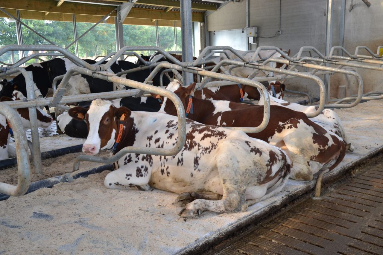 Huisvesting en koecomfort