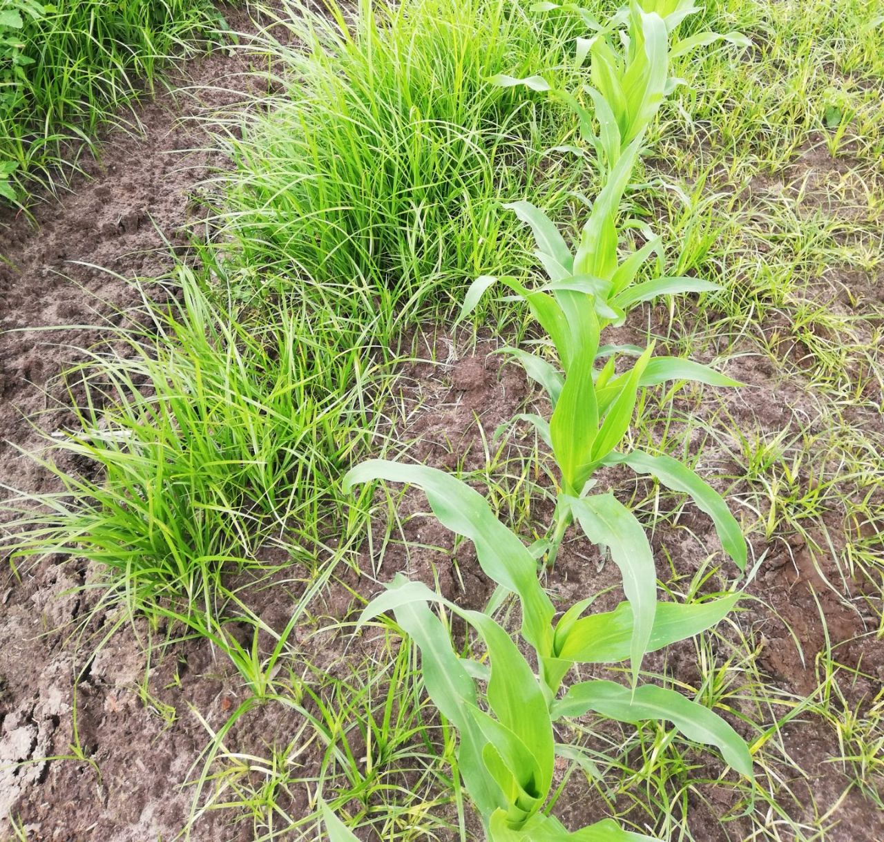 Knolcyperus Westerlo 2019