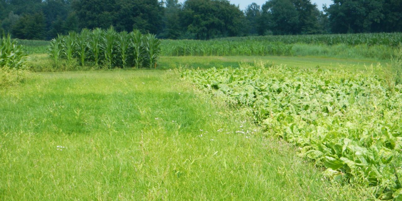 voedergewassen_3