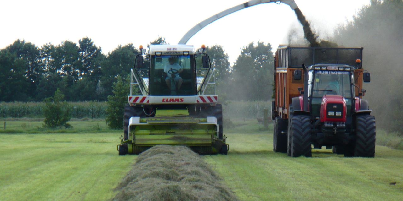 voedergewassen_gras_2