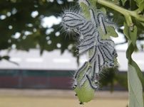 Eikenprocessierupsen